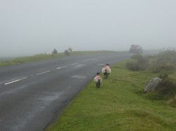 Spectacular views of sheep on Dartmoor - the fog hid almost everything else